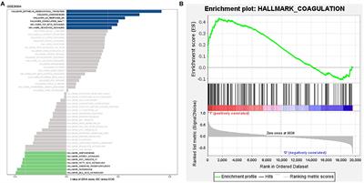 A Coagulation-Related Gene-Based Prognostic Model for Invasive Ductal Carcinoma